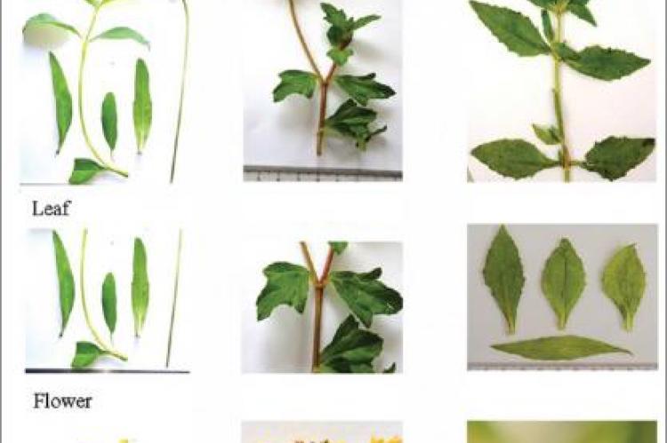 Corrected and Republished: Comparative Botanical and Phytochemical Studies of Ambiguous Medicinal Plant Species of Wedelia and Eclipta (Fam. Asteraceae) Used in ASU Systems of Medicine with Special Reference to in-silico Screening of Hepatoprotective Pote
