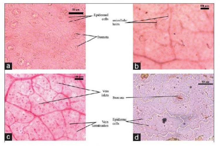 Foliar Epidermal Study on Selected Medicinal Plants Used in Homeopathy