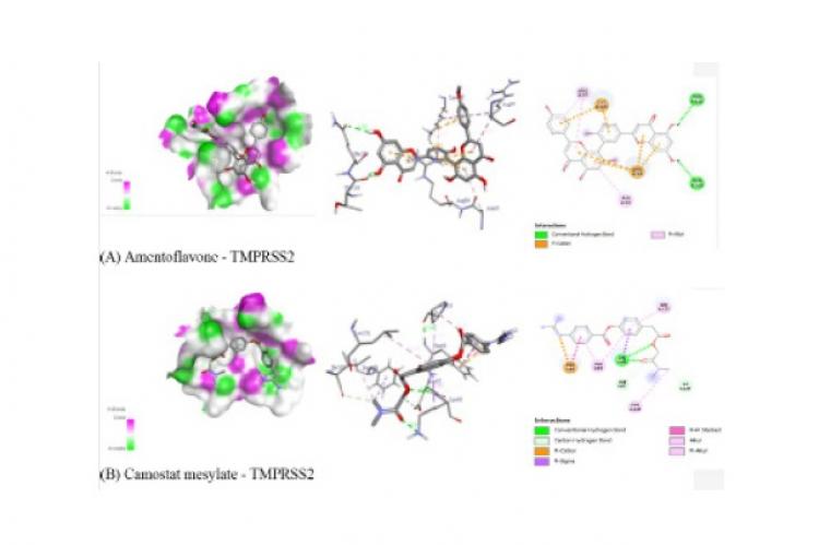 Interaction of amentoflavone and Camostat mesylate with human TMPRSS-2 protein