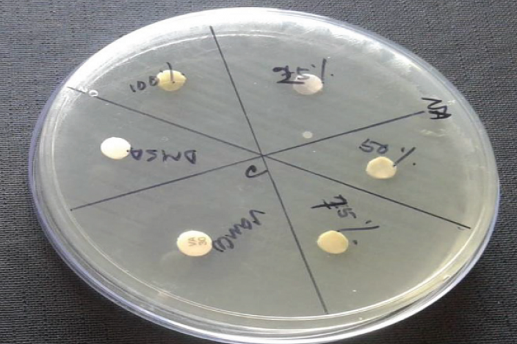 Antibacterial assay of plant extract of Cynodon dactylon against Lactobacillus acidophilus