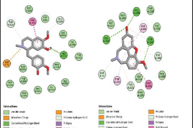 Result of molecular docking using the Autodock program for a) reticuline; b) galantamine.