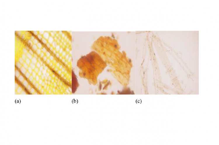 Photomicrographs (X 400) of C. deodara powdered drug showing microscopic characteristics. (a)Medullary