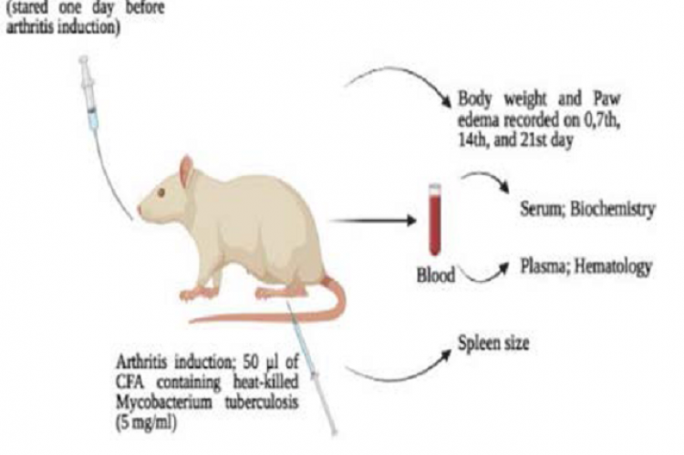 Anti-arthritic Potential of Aqueous and Ethanolic Extracts of Euphorbia helioscopia on Adjuvant-induced Arthritis in Rats