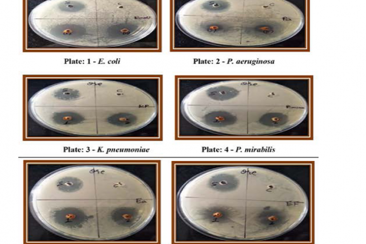 Inhibitory activity of oregano oil against organisms tested.