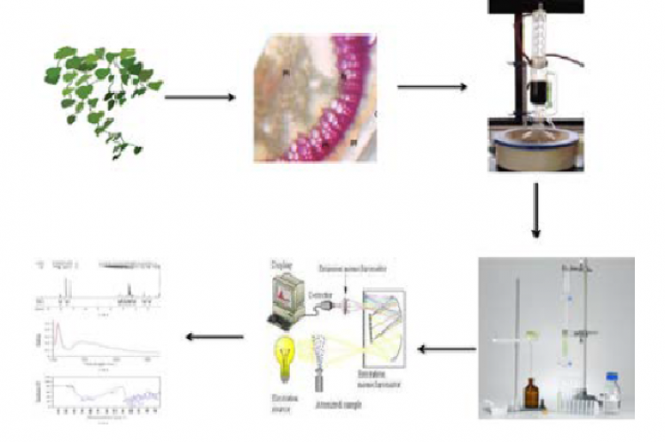 Graphical Abstract