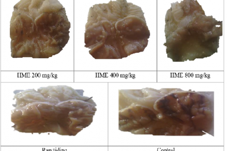 Effect of H. madagascariensis leaf extract on ethanol-induced gastric ulcer in rats