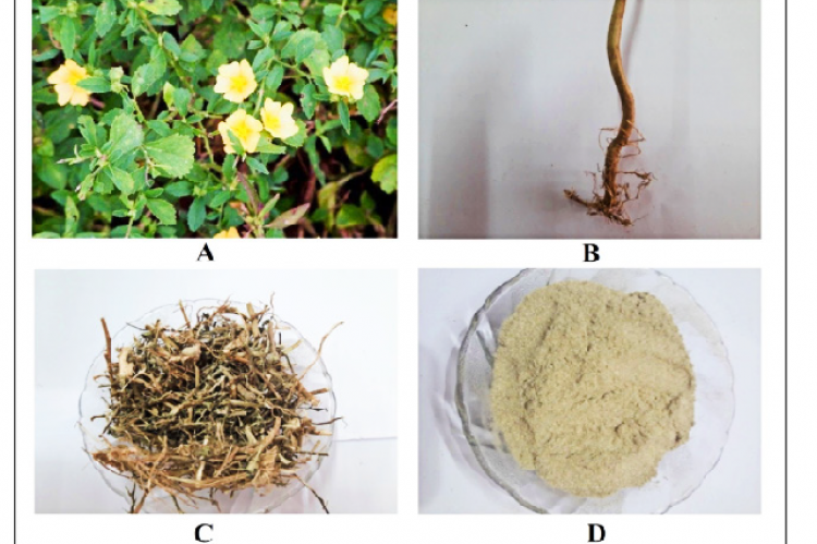 A. Morphology of the plant; B. Fresh roots; C. Dried roots; D. Root powder.