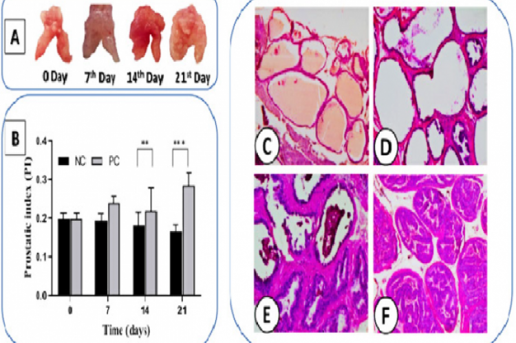 Induction of BPH in mice model by subcutaneous injection of testosterone (5mg/kg/day) and subsequent effect on (A) prostate weight and (B)