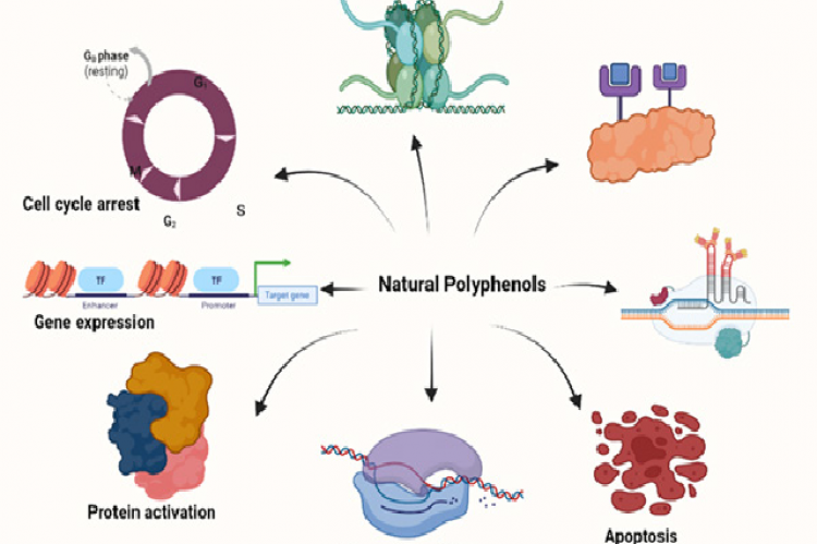 Anticancer properties of naturally occurring plant polyphenols.