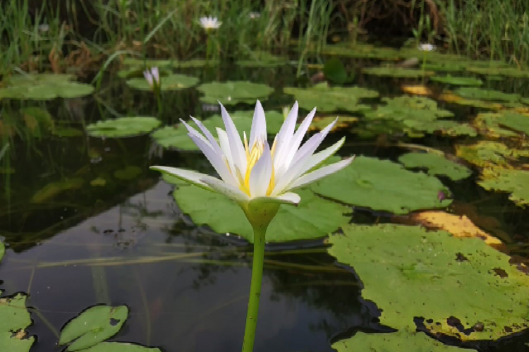 Nymphaea nouchali flower in a local pond.