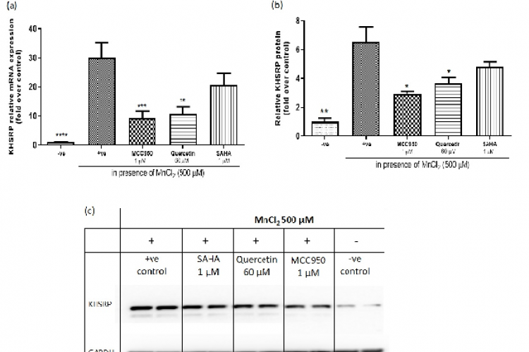 Impact of MnCl2 (250, 500, 1000 μM) on relative mRNA expression levels of KHSRP noticed by qPCR, after 24 hr (a), 48 hr (b), and 72 hr (c) of Mn