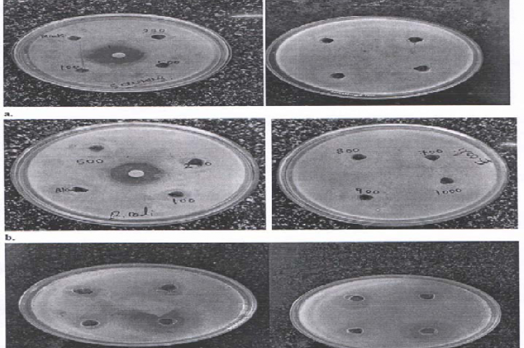 Antibacterial activity of H-ACV extract (100- 1000ppm) against S. aureus ; b) Antibacterial activity of H-ACV extract (100- 1000ppm) against E. coli ; c) Antibacterial activity of H-ACV extracts phytosomes (50-200ppm) against S.aureus and E. coli.