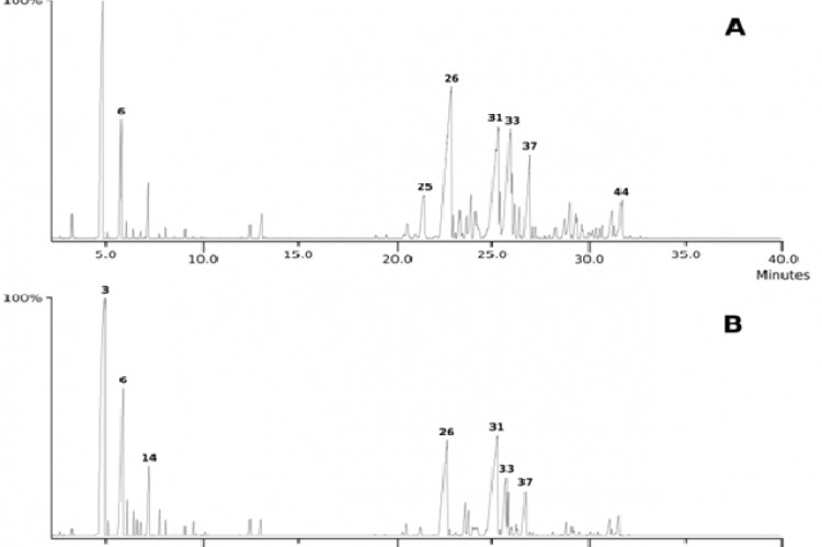 Essential oil chromatograms obtained by GC-MS of leaves (A) and inflorescence (B) of male Schinus terebinthifolius. Peak numbering according to Table 1.