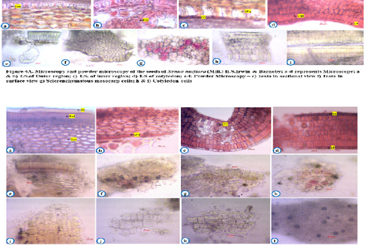 Microscopy and powder microscopy of the seeds of Senna uniflora (Mill.) H. S. Irwin and Barneby.& B. Microscopy and powder microscopy of the seeds of Senna tora (L.) Roxb.