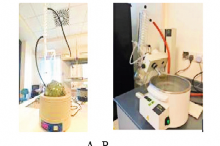 (A) Extraction of volatile oil, (B) Purification of extracted volatile oil.