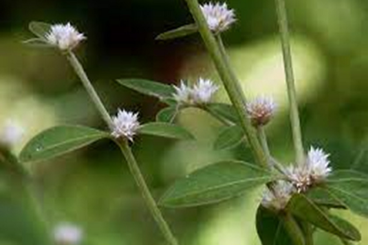 Alternanthera sessilis green.