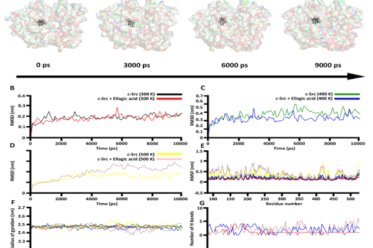 Molecular dynamic simulation results of phytochemicals with their protein targets. (A) Ellagic acid possess stable binding with c-Src kinase throughout its simulation time at 300K. (B) RMSD plot of Src kinase and its complex with Ellagic acid at 300 K. (C) RMSD plot of Src kinase and its complex with Ellagic acid at 400 K. (D) RMSD plot of Src kinase and its complex with Ellagic acid at 500 K. (E) RMSF plot of c-Src and its complex with Ellagic acid at various temperatures. (F) Radius of gyration plot of c-