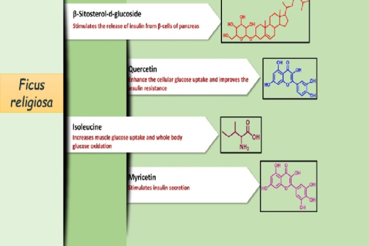 Phytoconstituents of Ficus religiosa.