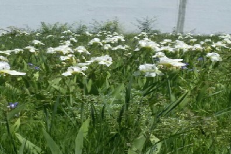 Iris kashmiriana Baker in graveyard.