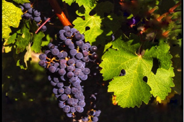 Vitis vinifera.