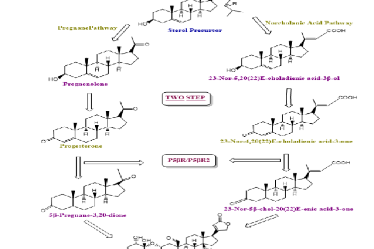 Biosynthesis Pathway of Calotropin.