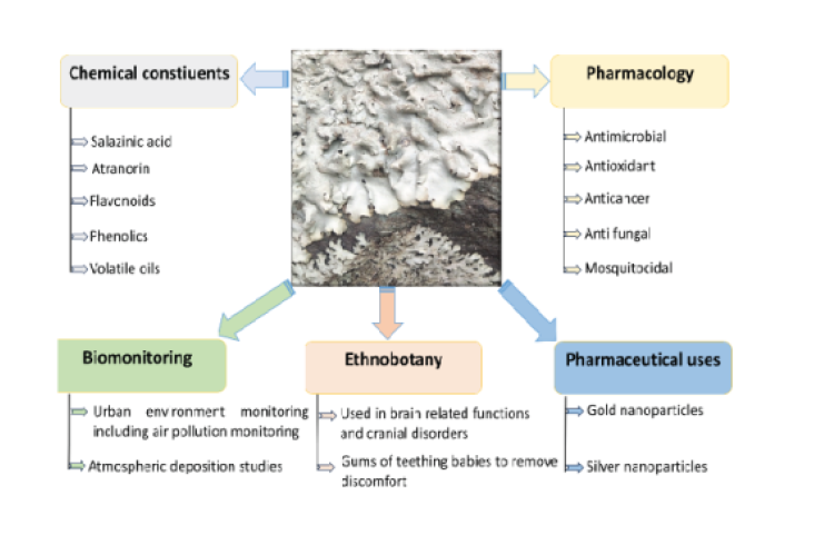 Potential applications of Parmelia sulcata Taylor