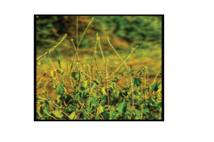Morphology of Achyranthes aspera.