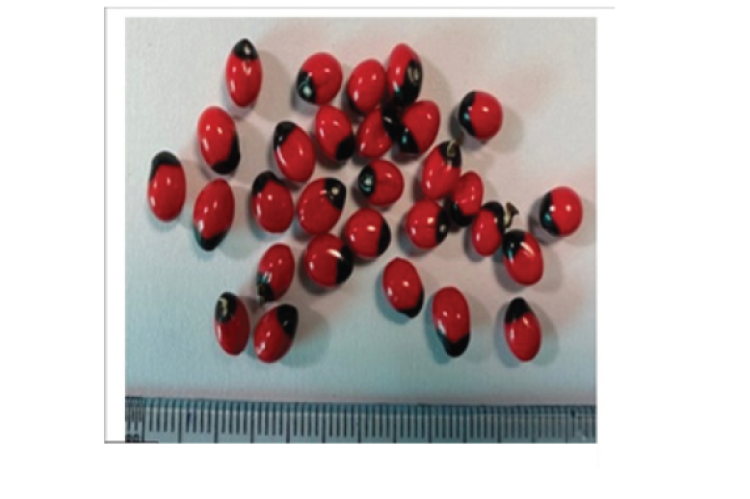 A: Seeds of Trigonella foenum-graecum, B: Seeds of Senna tora, C: Seeds of Pongamia pinnata, D: Seeds of Abrus precatorius.