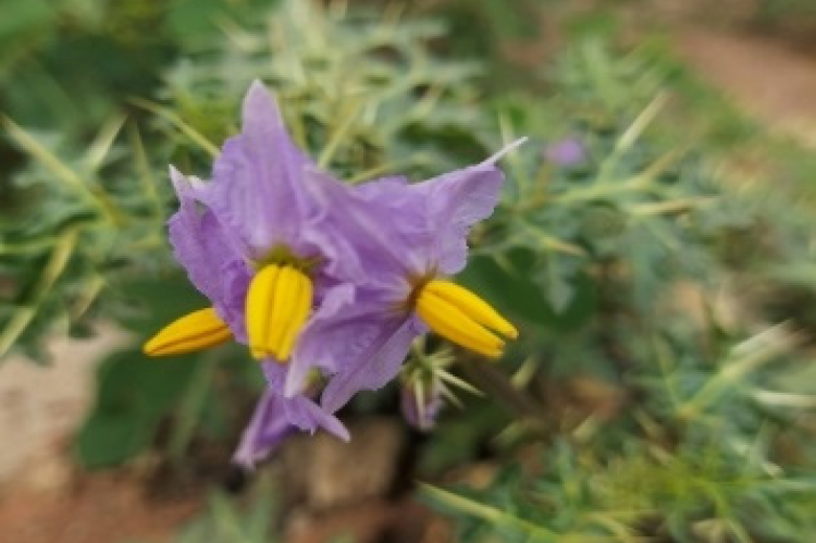 Morphology of Flower.