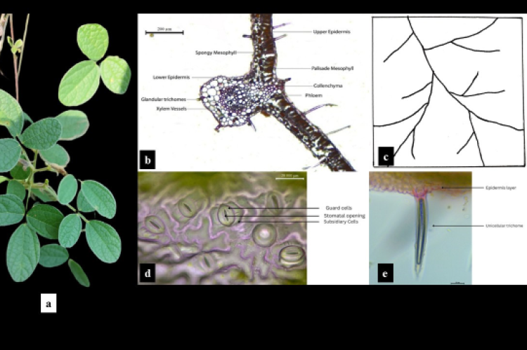 Morphological and anatomical features of Cajanus scarabaeoides leaf. (a) Habit of the Cajanus scarabaeoides showing pinnately compound leaves. (b) Transverse section of the leaf showing internal anatomy including epidermis, mesophyll, vascular bundles, and glandular trichomes. (c) Vein islet and veinlet termination pattern observed in a cleared leaf preparation. (d) Surface view of the lower epidermis showing paracytic stomata. (e) Microscopic view showing a unicellular trichome emerging from the epidermal 