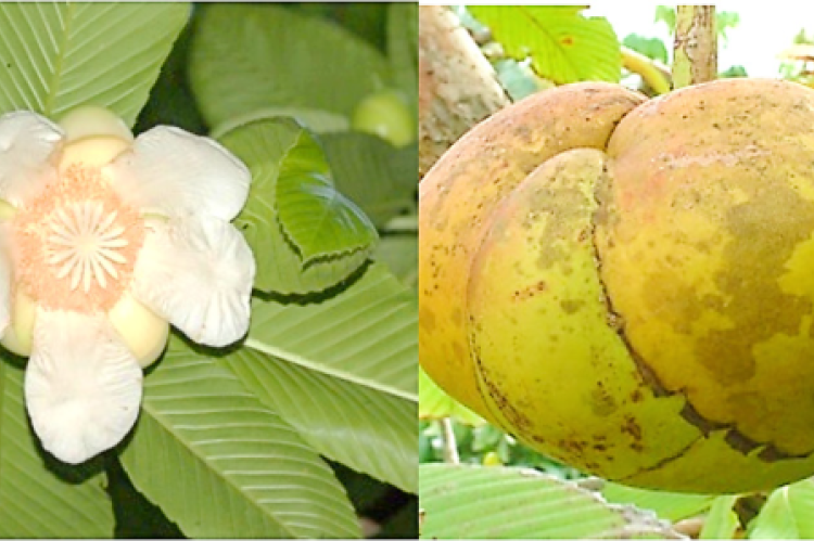 Dillenia indica flower and fruit