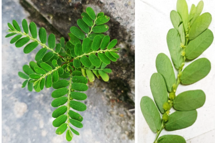 Phyllanthus amarus-A herb known for its traditional medicinal application
