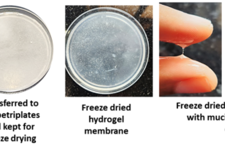 Preparation of snail mucin hydrogel scaffold