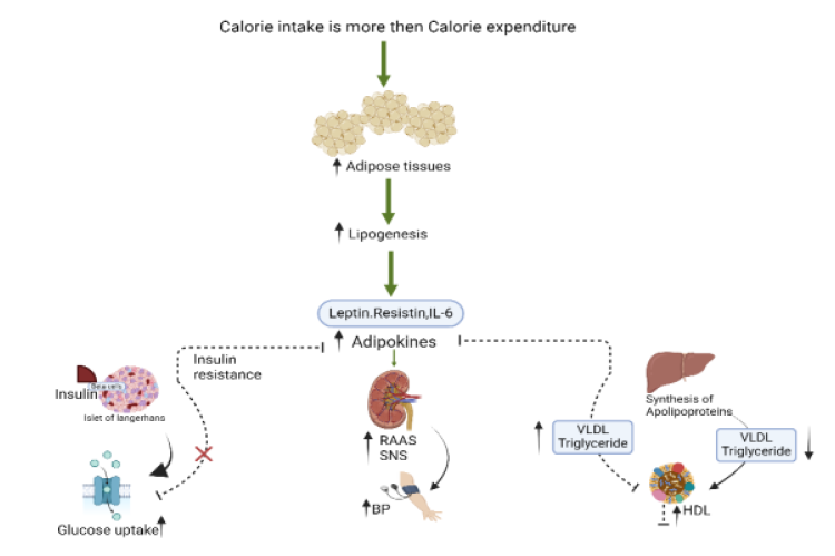 Obesity-induced Metabolic disruption