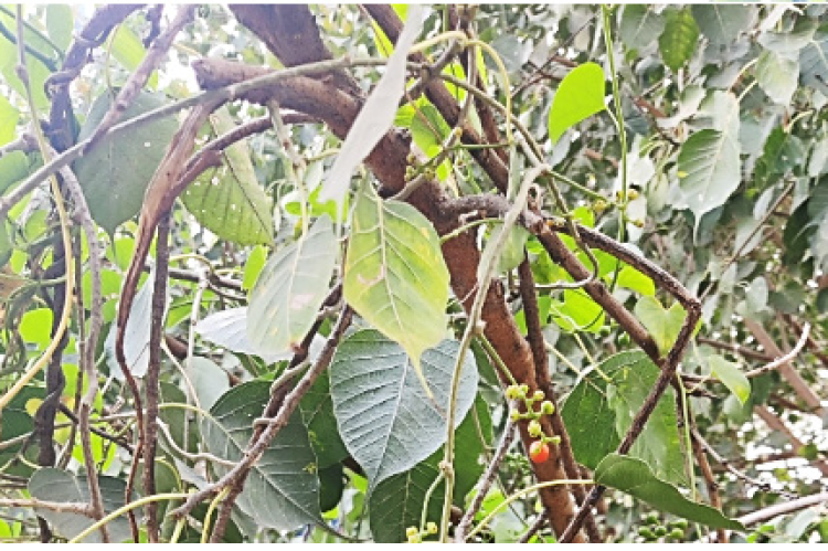 plant with flower.
