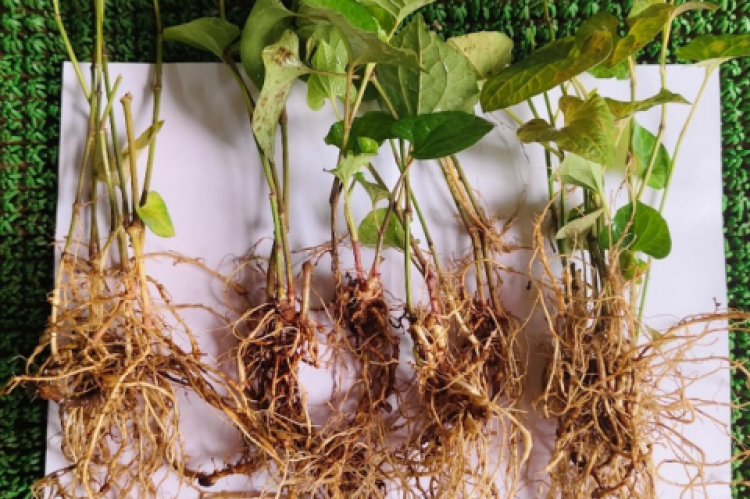 Harvested Plants of Piper longum.