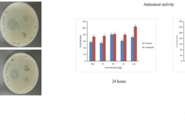 A) Antibacterial Activity Against E. coli and S. aureus Zones of inhibition from agar well diffusion assay, demonstrating significant antibacterial activity of the extracts at 10 mg and 20 mg concentrations. B) Anticancer Activity on MCF-7 Cells (MTT Assay) MTT assay showing dose-dependent reduction in MCF-7 cell viability following 24 hr and 48 hr treatment with extracts. Strong cytotoxic effect noted even at low concentrations (12.5 μg).