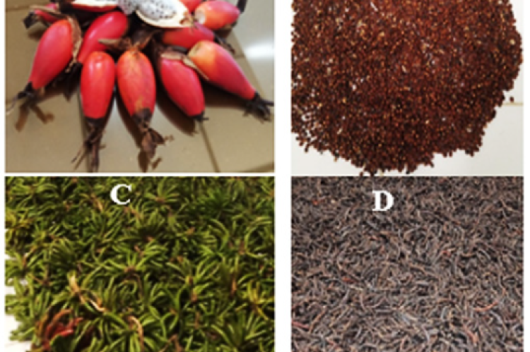 Investigated plant organs. A) Fresh fruits of A. melegueta K. Schum; B) Dried grains of A. melegueta K. Schum; C) Fresh fruits of X. aethiopica (Dunal) A. Rich. and D) Dried fruits of X. aethiopica (Dunal) A. Rich