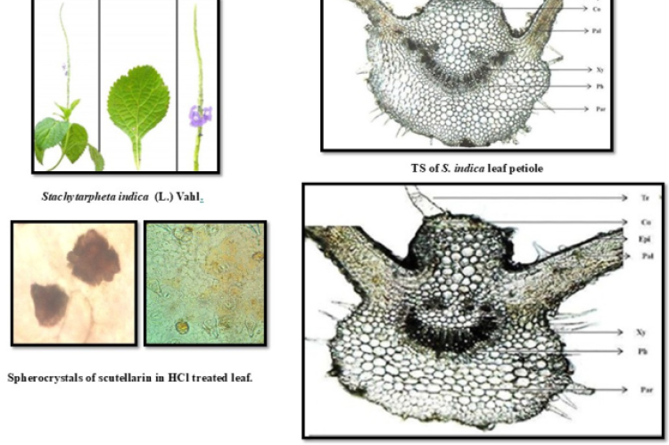 Stachytarpheta indica (L.) Vahl., TS of S. indica leaf petiole, TS of S. indica leaf and Spherocrystals of scutellarin in HCl treated leaf.