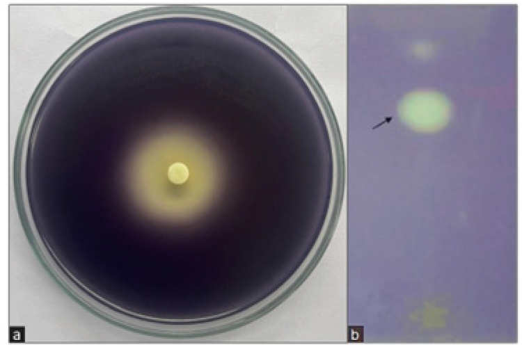 Corrigendum: Anti-quorum Sensing Potential of Adenanthera pavonina
