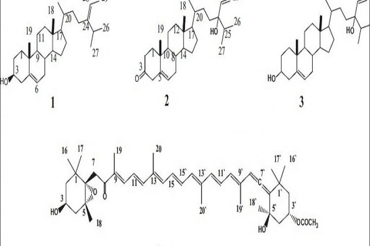 Antioxidant, cytotoxic, antitumor, and protective DNA damage metabolites from the red sea brown alga Sargassum sp