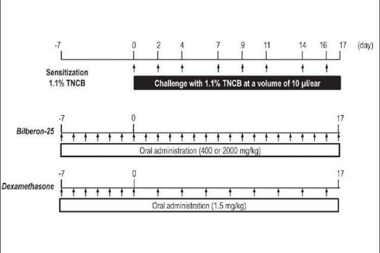 Anthocyanins from bilberry (Vaccinium myrtillus L.) alleviate pruritus in a mouse model of chronic allergic contact dermatitis