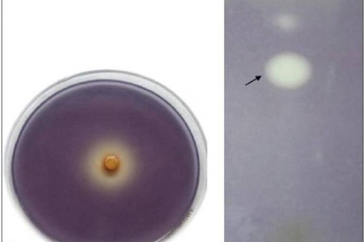 Anti‑quorum sensing potential of Adenanthera pavonina