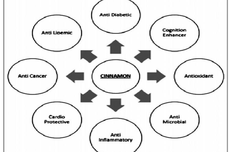 Pleiotropic effects of cinnamon