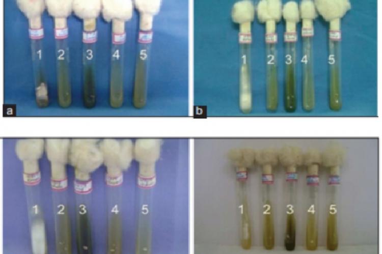 Antidermatophytic activity of ethyl acetate extract of (2 mg dry weight of extract/mL of medium) whole plant (2), leaf (3), stem (4) and inflorescence with seeds (5) of Mikania micrantha (control [1]). All the extracts completely inhibited the growth of the tested dermatophytes. (a) Epidermophyton floccosum var. nigricans, (b) Microsporum canis, (c) Microsporum gypseum and (d) Trichophyton. rubrum (reproduction – at full page width)