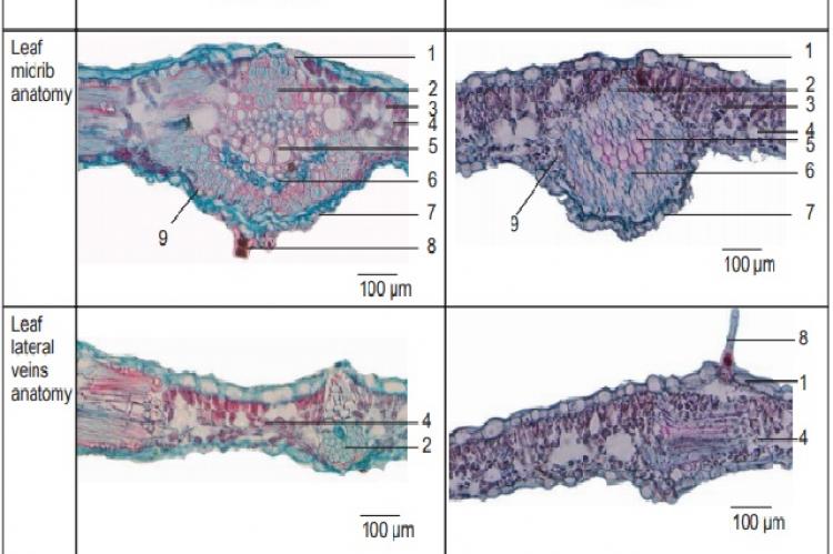 The transverse section illustration of the dried leaflet of the two species of Abrus (1: Upper epidermis, 2: Fibers, 3: Palisade tissue, 4: Spongy tissue, 5: Xylem, 6: Phloem, 7: Lower epidermis, 8: Nonglandular hair, 9: Prisms of calcium oxalate)