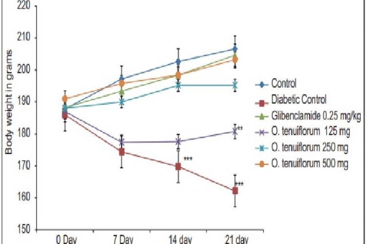 The effect of hydroalcoholic extract of leaves of O. tenuiflorum on body weight in streptozotocin-and nicotimanide induced diabetic rats (O. tenuiflorum: Hydroalcoholic extract of leaves of O. tenuiflorum. All the values are mean ± standard error of the mean [N = 5]. *P < 0.05, **P < 0.05, **P < 0.05 when compared with control; one-way analysis of variance, followed by Bonferroni post-hoc test) O. tenuiflorum = Ocimum tenuiflorum