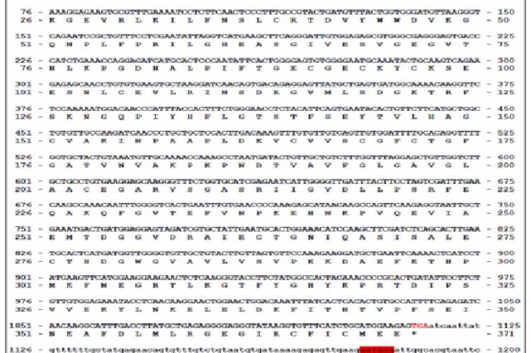 Nucleotide and deduced amino acid sequence of Phaseolus vulgaris L. alcohol dehydrogenase cDNA clone (Accession No: KF569659). Open reading frame (ORF) and 3’non-coding region of the cDNA is shown in capital and small letters, respectively. Amino acids are represented by a single letter codes; both, nucleotide and deduced amino acid sequence is numbered at both ends of each sequence line. The ORF encodes for 371 amino acid residues. Amino acid residues are numbered beginning with the initial Methionine (M) 