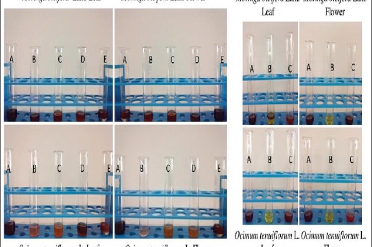 (a) Preliminary phytochemical analysis of two screened plant species Moringa oleifera Lam. and Ocimum tenuiflorum L. A = Test for tannins, B = test for phlobatannins, C = test for saponins, D = test for flavonoids, E = test for terpenoids. (b) Preliminary phytochemical analysis of two screened plant species Moringa oleifera Lam. and Ocimum tenuiflorum L. A = Test for reducing sugar, B = test for alkaloids, C = test for anthraquinones