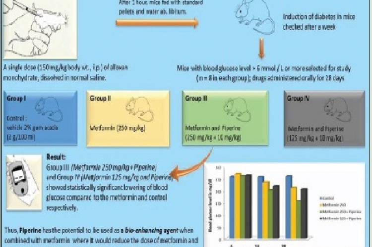 Bio‑enhancing Effect of Piperine with Metformin on Lowering Blood Glucose Level in Alloxan Induced Diabetic Mice